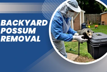 Backyard Possum Removal Hastings