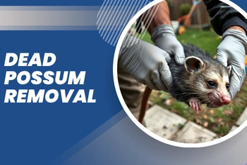 Dead Possum Removal Hastings