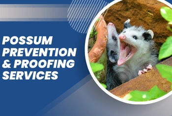 Possum Prevention & Proofing Hastings