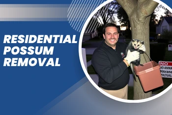 Residential Possum Removal Hastings