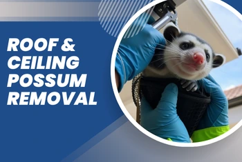 Roof & Ceiling Possum Removal Hastings